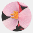 Buscar begonias pegatinas Floral