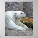 Buscar osos polares posters Invierno