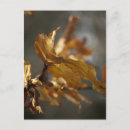 Buscar fondo amarillo brillante postales Naturaleza