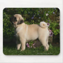 Buscar carlino alfombrillas de raton Barro amasado