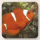 Buscar mar posavasos Criaturas del sealife