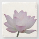 Buscar flor de loto posavasos Para todos