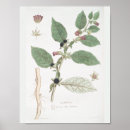 Buscar dibujo botánico posters Retro