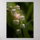 Buscar lirio de los valles posters Flor