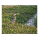 Buscar garza gris posters Pájaro