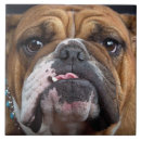 Buscar bulldog azulejos Amante de los perros