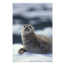 Buscar cría de foca posters Vida marina