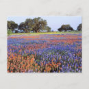 Buscar bluebonnets postales Colorido