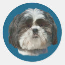 Buscar shih tzu pegatinas Animales