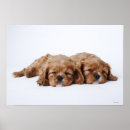 Buscar arrogante posters Perros