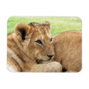 Buscar tiger imanes Adorable