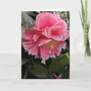 Buscar camelia tarjetas Rosa