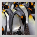 Buscar penguin arte Wildlife