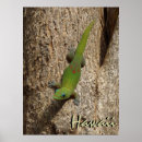 Buscar lagarto posters Natural