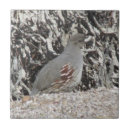 Buscar codornices azulejos Pájaro