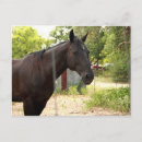 Buscar caballo postales Marrón