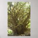 Buscar baniano Naturaleza