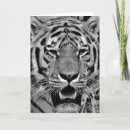 Buscar tigres tarjetas Fotografía