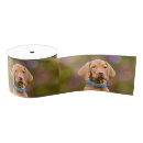 Buscar perro de perrito cintas Para ella