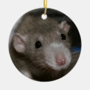 Buscar dumbo casa hogar Animal