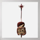 Buscar intestino posters Apéndice