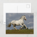 Buscar cielo gris postales Animal
