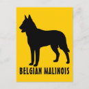 Buscar malinois belgas postales Animal