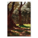 Buscar aceituna fotografía Naturaleza
