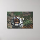 Buscar tigre siberiano lienzos Naturaleza