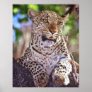 Buscar pardus posters África
