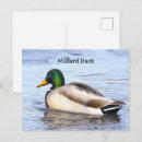Buscar patos silvestres postales Fotografía