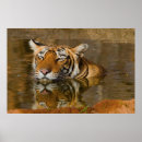 Buscar imágenes de gatos posters Tigres