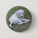 Buscar perrito lindo chapas Bulldog