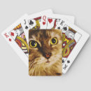 Buscar gato cara barajas de cartas Animal