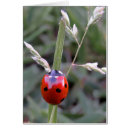 Buscar escarabajo verde postales Negro