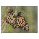 Buscar mariposa monarca tablas cortar Para todos