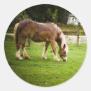 Buscar borrador pegatinas Caballo
