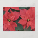 Buscar decoración del navidad postales Rojo