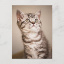 Buscar tabú postales Tabby