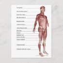 Buscar sistema muscular postales Humano