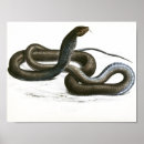 Buscar cobra real posters Reptil