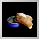 Buscar marrón y blanco posters Para niños