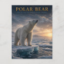 Buscar oso polar postales Para todos