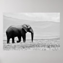 Buscar escala posters Vida silvestre