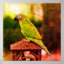Buscar conure posters Animal