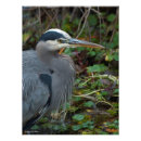 Buscar garza gris posters Azul