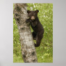 Buscar osos negros posters Animales salvajes