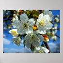Buscar estambres decoracion Blanco