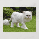 Buscar gato persa blanco postales Divertido