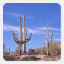 Buscar cactus del saguaro pegatinas Desierto
